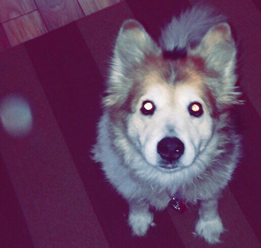 ophiiuchus's tweet photo. 1 year ago- Bub's Last Christmas🎄💔 I miss you so much this year baby, I love you💕 #orb #isthataghost #ghostorb https://t.co/yjiVakPhNk