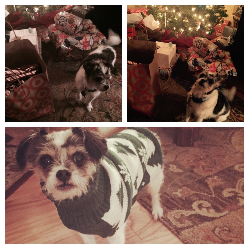 Baxter wearing his #targetstyle for the holidays 🎄🐶