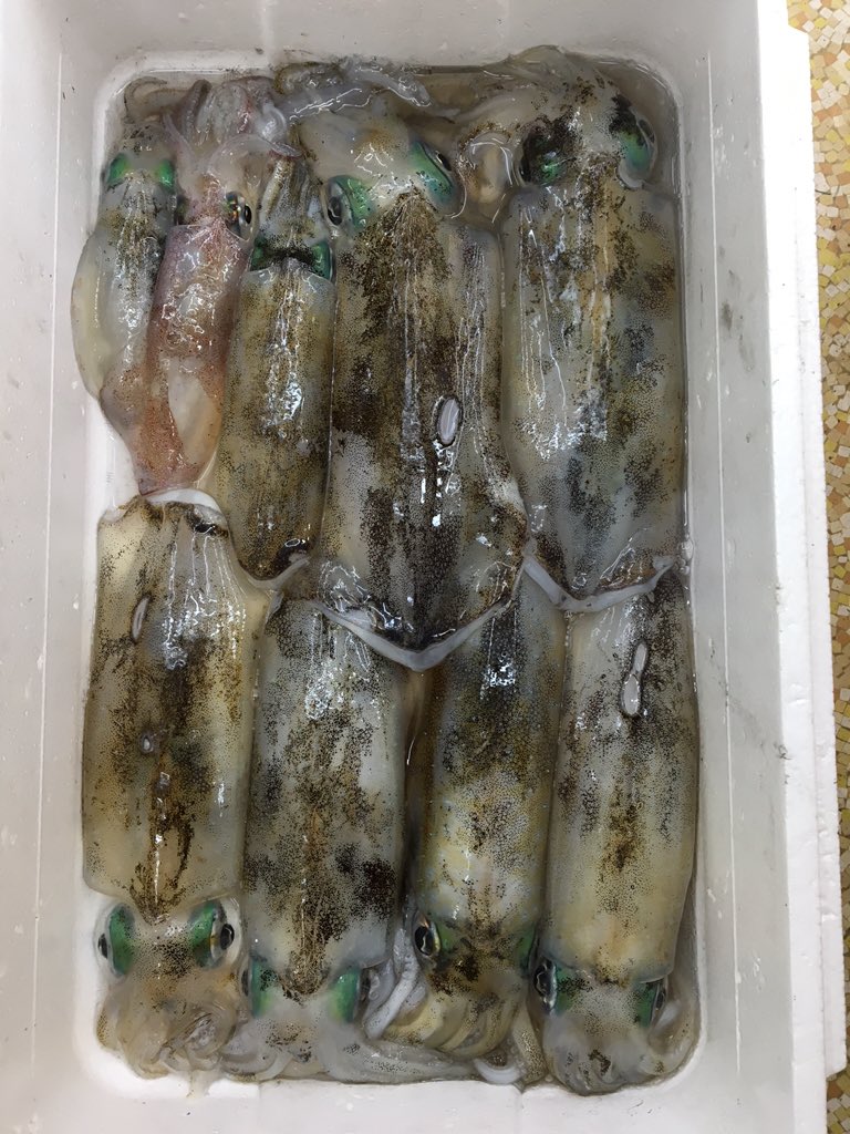 ebigen65's tweet image. 友達から(ミズイカ)アオリイカ大量にもらった(^-^)コレくらい釣れれば楽しかろう(^^;;ってかコレは彼の商売物だけどネ