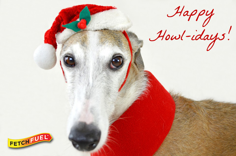 FetchFuel's tweet photo. Have a very #HappyHowliday from the FetchFuel Team! 🎄��🐾
https://t.co/Ij9OUPkEDK #HealthyDogs #MerryChristmas #Doggy https://t.co/godaxMgNx6