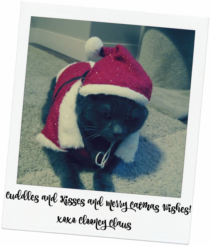 #MeowyChristmas &amp; #MerryCatmas: bit.ly/1MzOgZI #cats #GeorgeClooney #SantaClaus #ClooneyClaus #Santa