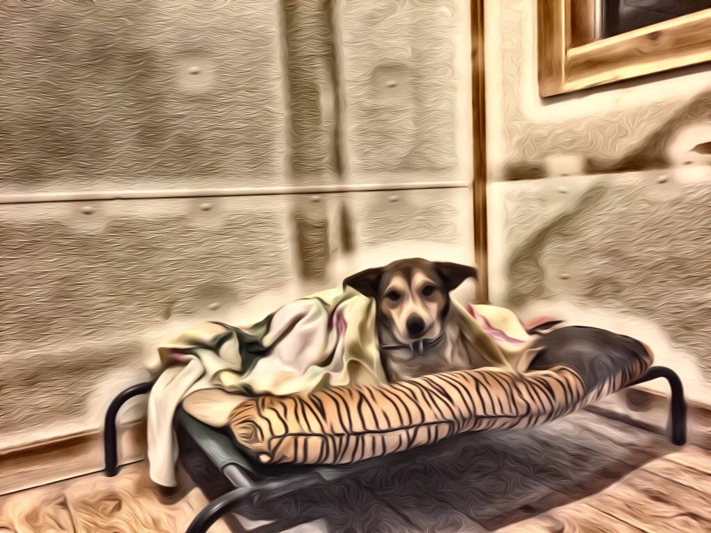 Sweet Lady all snuggled in for bed, soon will be dreaming of a forever home filled with unconditional love 💙