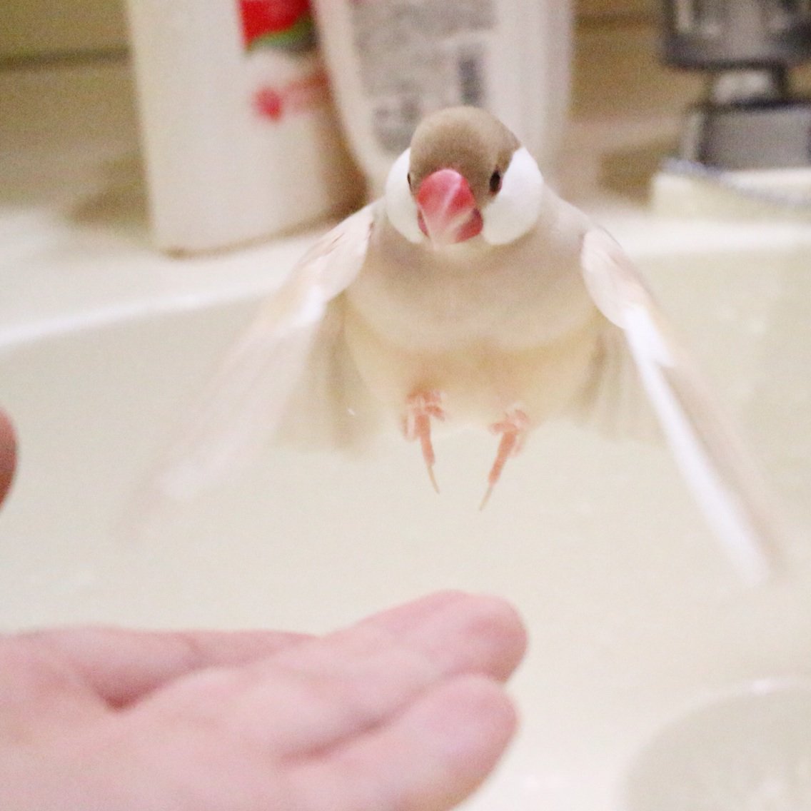 印刷 文鳥 可愛い 動物画像のダウンロード