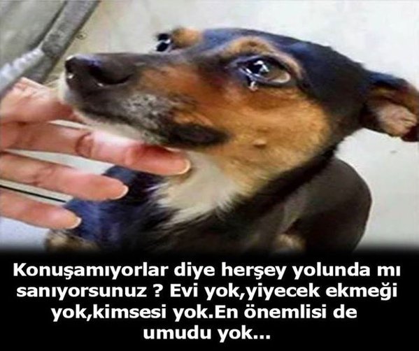 ascelik (Aysemacelik) Twitter