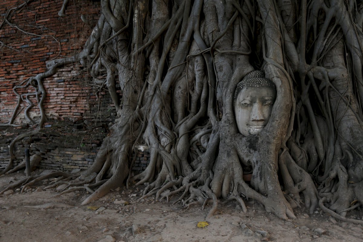 the_hindu's tweet photo. A Buddha statue lies partially hidden among the bodhi trees at Wat Mahathat temple in Ayutthaya, Thailand (Reuters) https://t.co/ZAGYSmqPXY