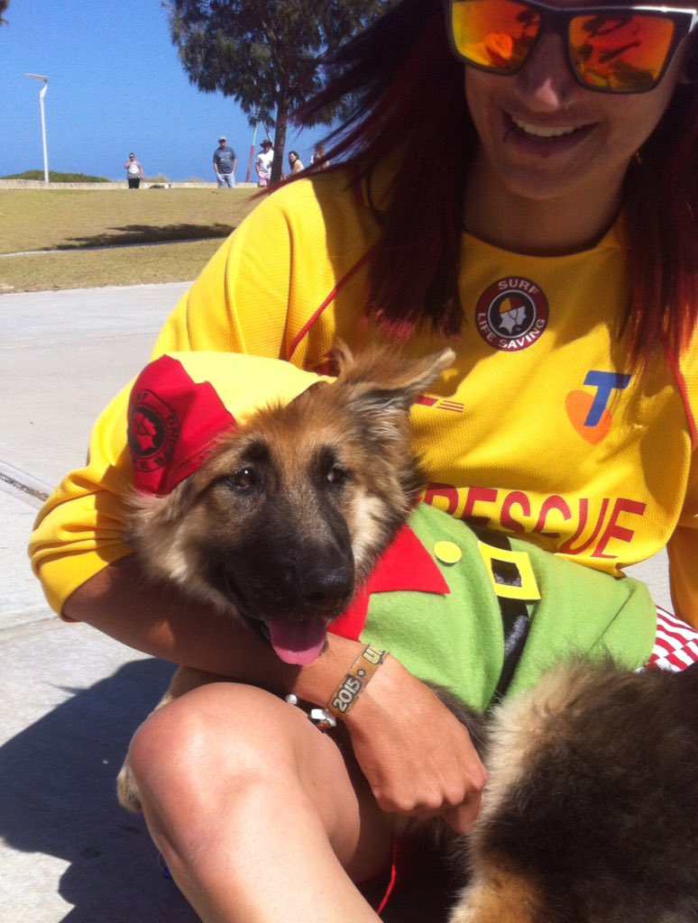 ErinFTWWW's tweet photo. Merry Christmas from Aus! #Kyahsfirstchristmas #slswa #GermanShepherd #Kyahtheelf https://t.co/AJua8zhubC
