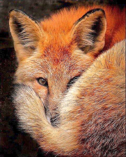 Whippenz's tweet photo. 🇬🇧 Shame‼️
The 💔 &amp; Slow, Agonizing #Fox Deaths Continue
As #BoxingDay #FoxHunts Proceed...

⏩https://t.co/0nZeZ5b0va https://t.co/mGTVOX3Tbq