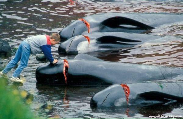 مهرجان جريندادراب لذبح الحيتان بالدنمارك لو كان في دولة اسلامية لوجدت الغرب يصورها كدليل على وحشية المسلمين ...