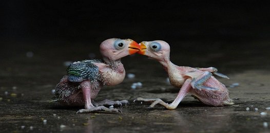 FavoriteTrips's tweet image. Птенцы попугая