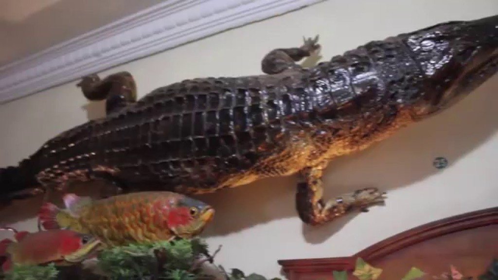 medanvideo's tweet photo. https://t.co/P8Ac4kOmK2 Rahmat International  Wildlife  Museum &amp;  Gallery terletak di Jl. S Parman Medan Sumatera … https://t.co/qB1ZQDSXKb