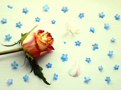 꽃봇 (@blossoms_bot) on Twitter photo 