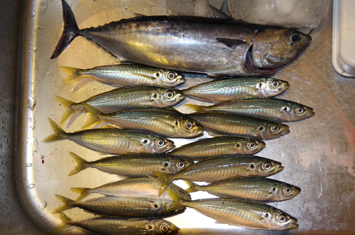 沼津釣り 沼津釣り