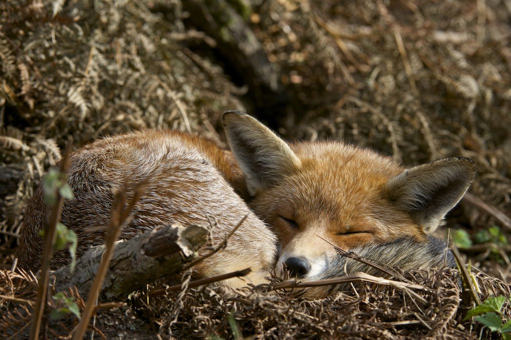 Here's to the day when all foxes can sleep peacefully #KeepTheBan