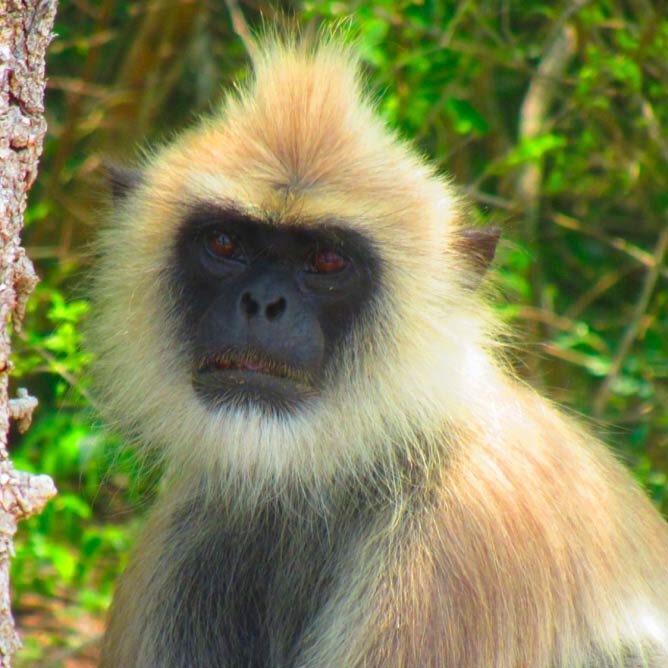 Amal Abeyawardene tweet media