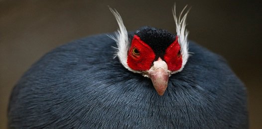 FavoriteTrips's tweet image. Синий фазан