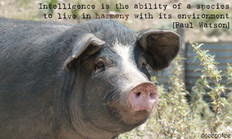 teecotee's tweet image. Protect Life. #peace #GoVegan #vegan #veganchristmas #pig #eyes #farm365 #love #AnimalRights #stopanimalcruelty