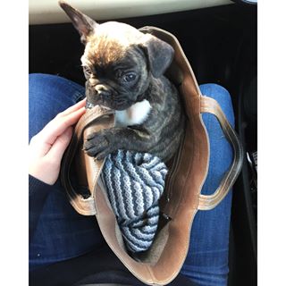 Frenchie_Cute's tweet photo. En route ✨💛 #frenchbulldog #hellolily @sara_dhr https://t.co/3Tr6dwkxZQ https://t.co/wBGIoSBZny