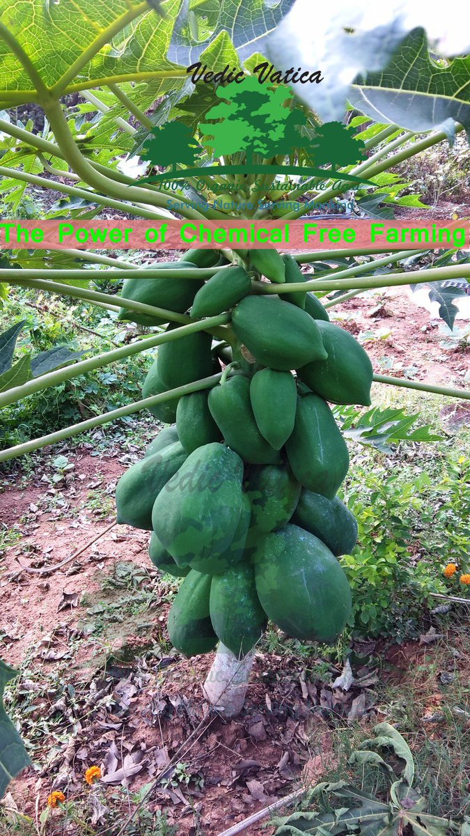 vedicvatica88's tweet photo. Power of Chemical Free Farming #organic #organicfood #vedicvatica https://t.co/ASpHSVlwmd