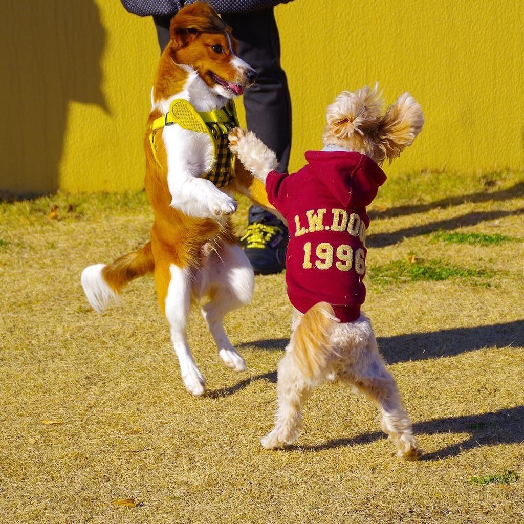 アンデルセン公園ドッグラン