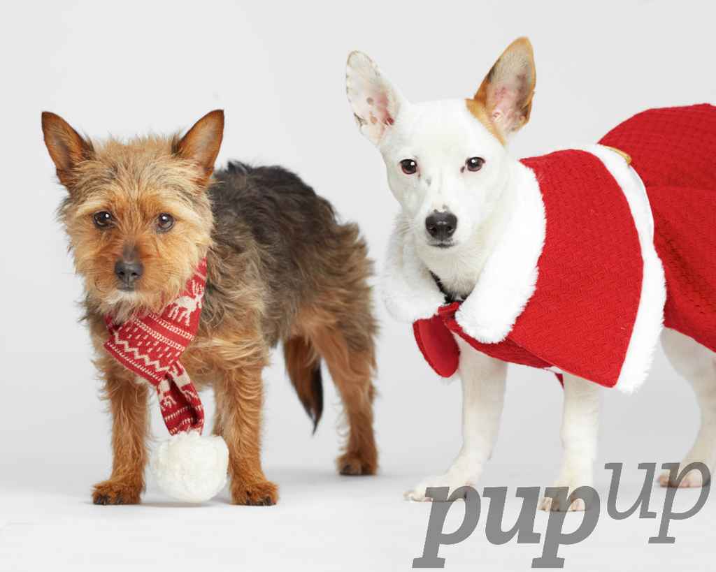 PupUpStudio tweet picture