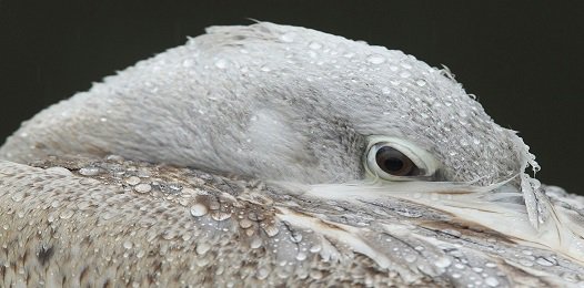 FavoriteTrips's tweet image. Пеликан