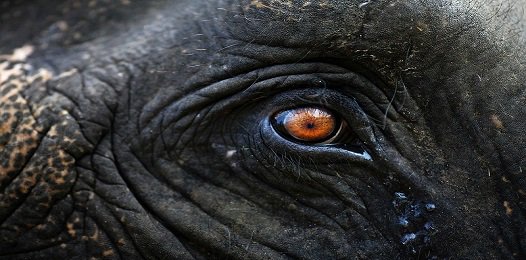 FavoriteTrips's tweet image. Глаз слона