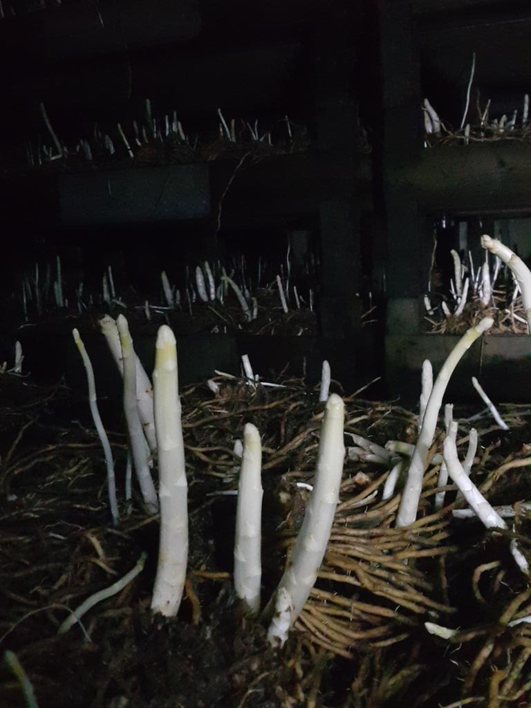 Forcing asparagus indoor #asparagus #spargel