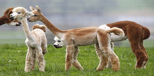 FavoriteTrips's tweet image. Стриженные альпаки