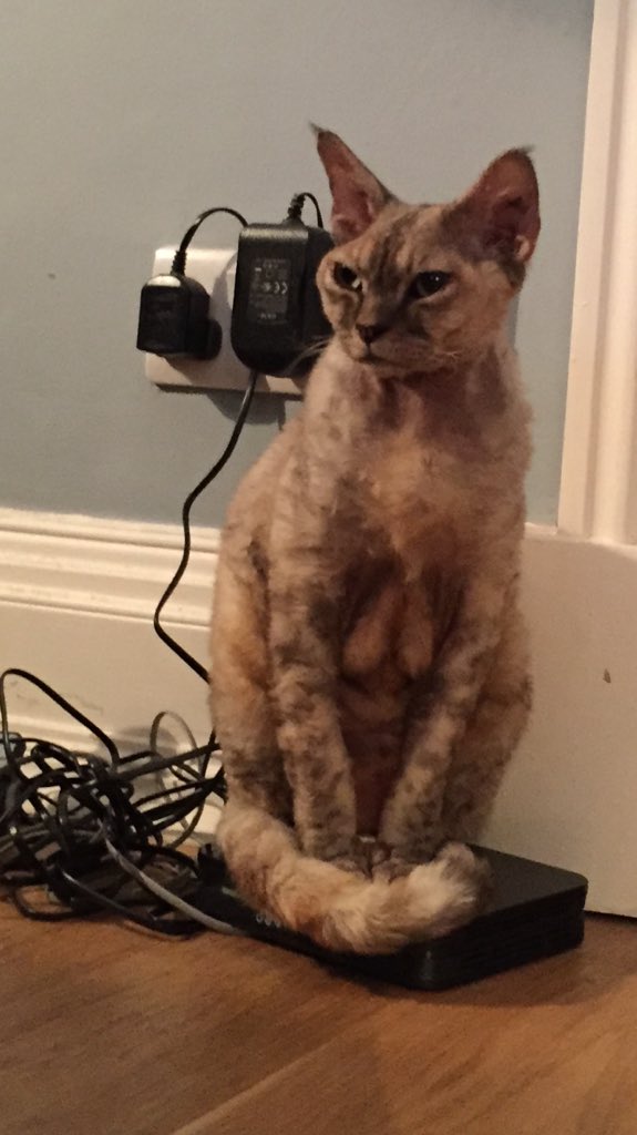 Poppy, recharging on Boxing Day