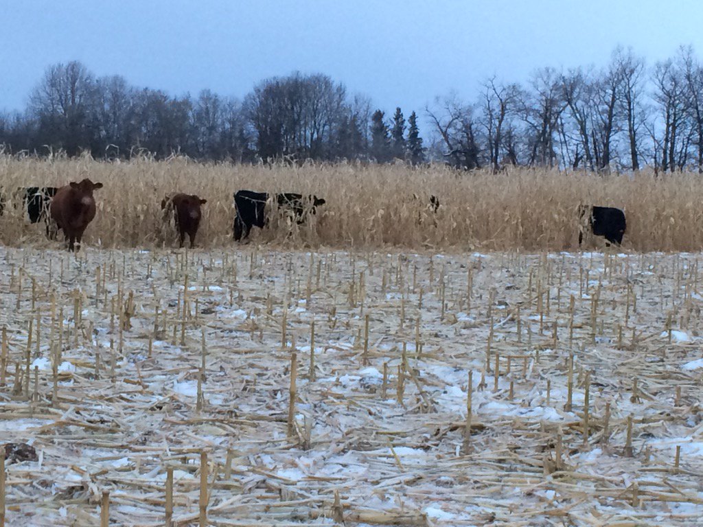 Merry Christmas from our family to yours#corn#simmental