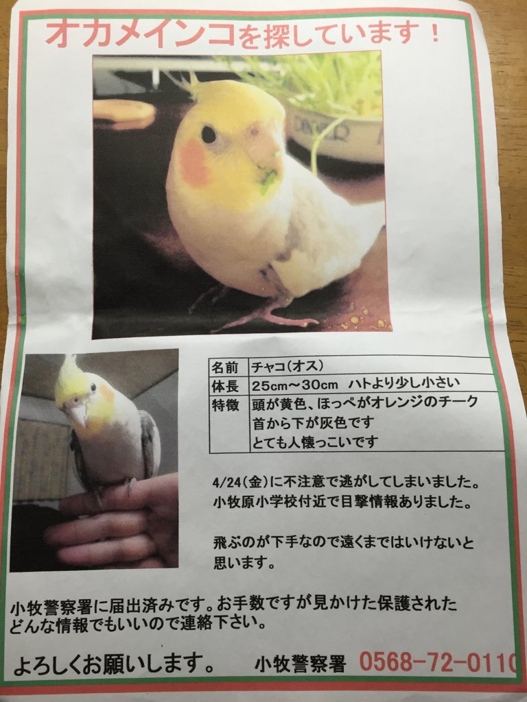 meg777111's tweet photo. #拡散願 #愛知県 #小牧市 #オカメインコ #2015/04にシナモン♂のチャコを不注意で逃してしまいました。どなたか保護された方がいましたら連絡下さいT_Tとても人懐こい歌が下手な子です。家族全員で帰りを待っています。 https://t.co/6Pz3XKfbKC