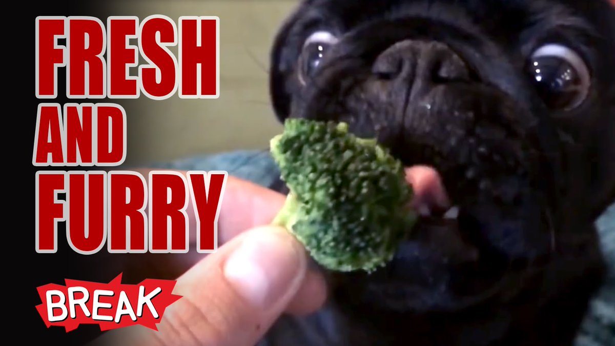 Buzz_Trendy's tweet photo. VIDEO: Fresh and Furry – Breaking Videos https://t.co/dq1RxkUPBJ #Videos #BreakVideos https://t.co/PO9cko5p1H
