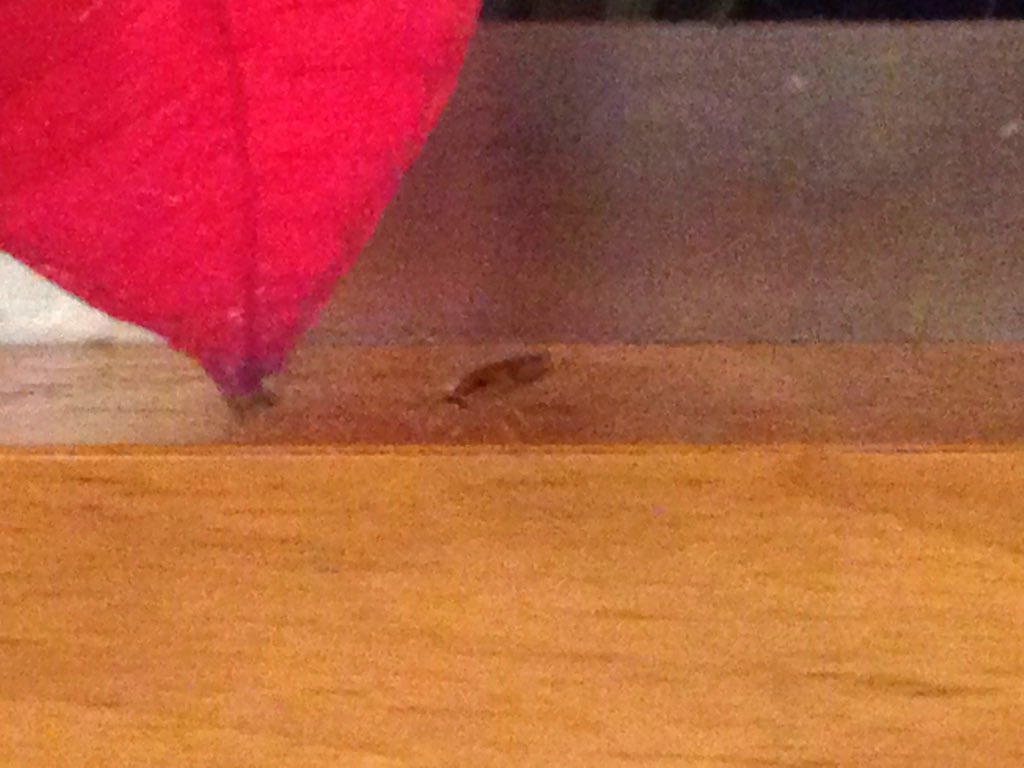 st0rm99's tweet photo. Just saw a #cockroach @CFFairviewMall in the food court! #gross https://t.co/NqdhdxVjXF