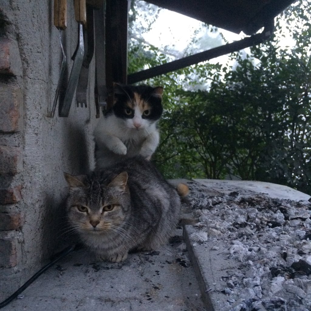 Stradabella's tweet photo. Cenerentole a santo Stefano 👠🐱 #ilbellodi #Todi #lumbriatifabene https://t.co/FUBQiRf99K