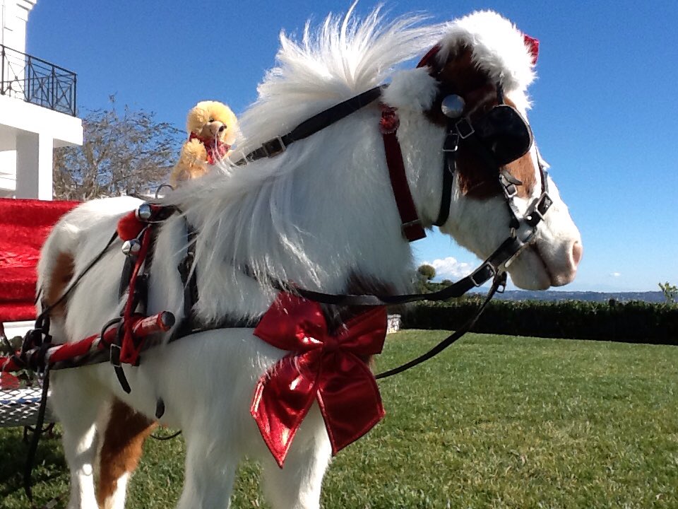 NancyDegan's tweet photo. #ireportcnn.  miniature horse Cherries Jubilee and Nancy spread Holiday Cheer-  free candy canes n selfies https://t.co/atGkArfNVz