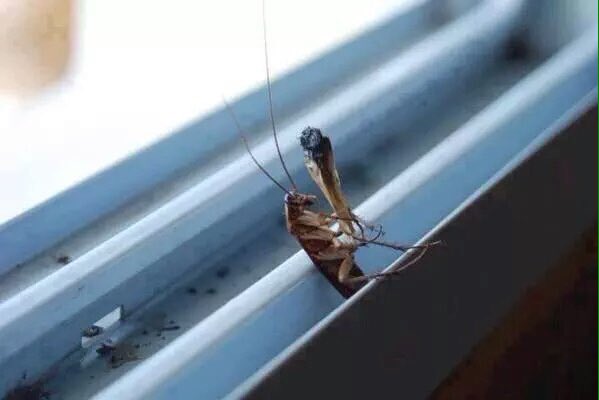 Plot twist: the roach smokes itself