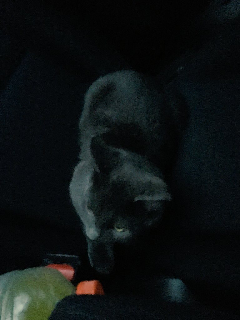 goawayplz2021's tweet image. #CatCopilot. Lex here we come!