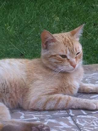 mceriam's tweet photo. @Rubiu5 Tengo raptado a Wilson ,lo quieres de vuelta? -3- >:3 https://t.co/K7p5504W8I