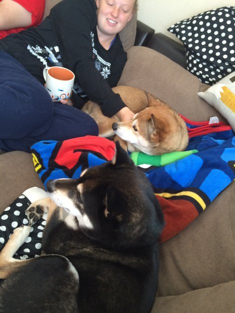 KodyElke's tweet photo. Such lucky humans to get double Shiba snuggles. @SwisherShiba https://t.co/cqq3ZrS1n2