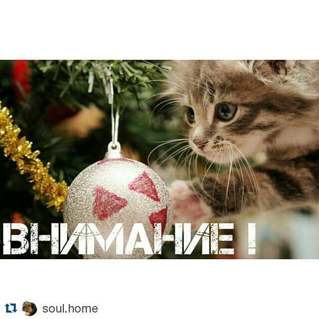 Чем новогодние игрушки опасны для домашних животных?  Читайте по ссылке instagram.com/p/_xICSnhK7d/