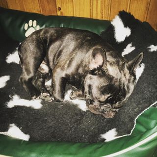 Frenchie_Cute's tweet photo. Good night 🐶 #varstvopsov #petsitting #frenchbulldog https://t.co/UG2VfcYxT7 https://t.co/Y2Y53UpoHe