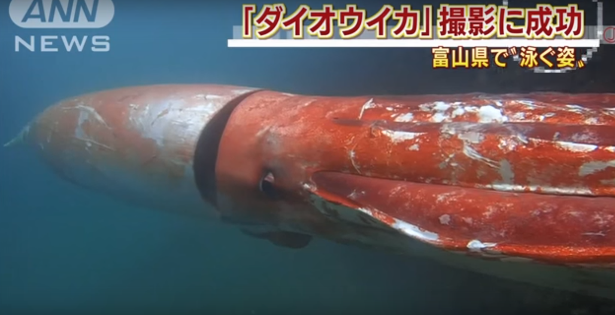 motherboard's tweet photo. Rare footage shows giant squid cruising through a harbor: https://t.co/RyOeWjz6VD https://t.co/BOGzy14EKt