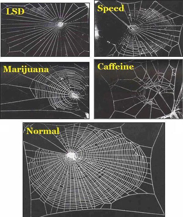 CoolSciencePics's tweet photo. The effect that various drugs have on the web building abilities of the common garden spider. https://t.co/6UMgIUlRic