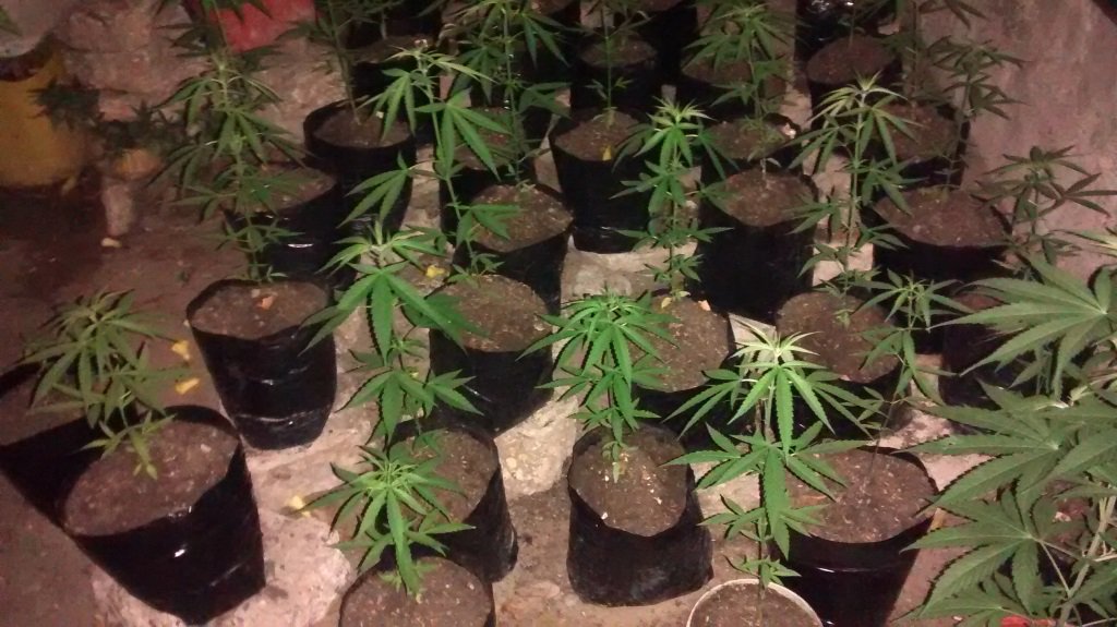 OscarLuciani's tweet photo. Con la ayuda de Narcotrafico, desmantelamos un vivero ilegal de marihuana que funcionaba en el Colegio Maristas. https://t.co/q5W9m0UebS