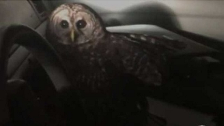 A Louisiana officer crashes after an owl sweeps in and attacks him inside his vehicle. bit.ly/1QSMPgG?utm_me… https://t.co/W1dTAC6h28