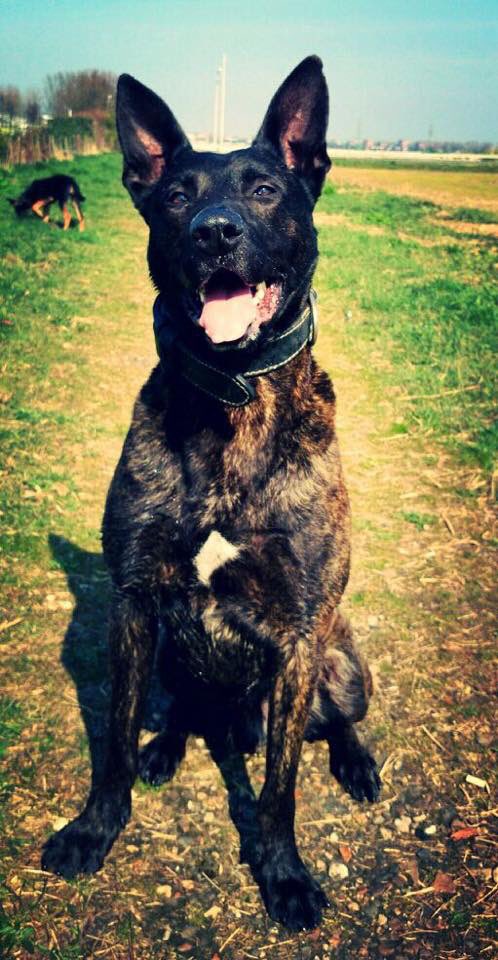 Hoeveel RT's voor held #Tyson die vanavond zijn laatste nachtdienst werkt in #Haarlem?! Hij gaat 1/1 met pensioen!