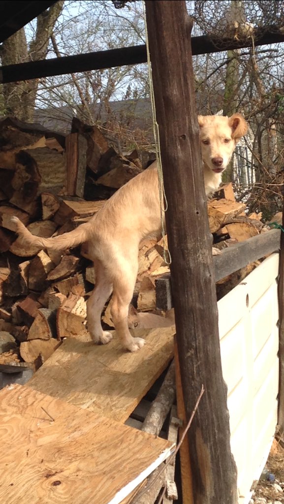 Chritty77's tweet image. My girl loves this weather!! #goldenlab #arely