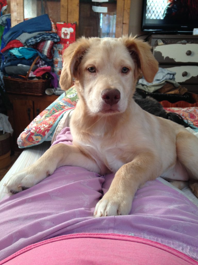 Chritty77's tweet image. Sweet puppy #goldenlab #arely