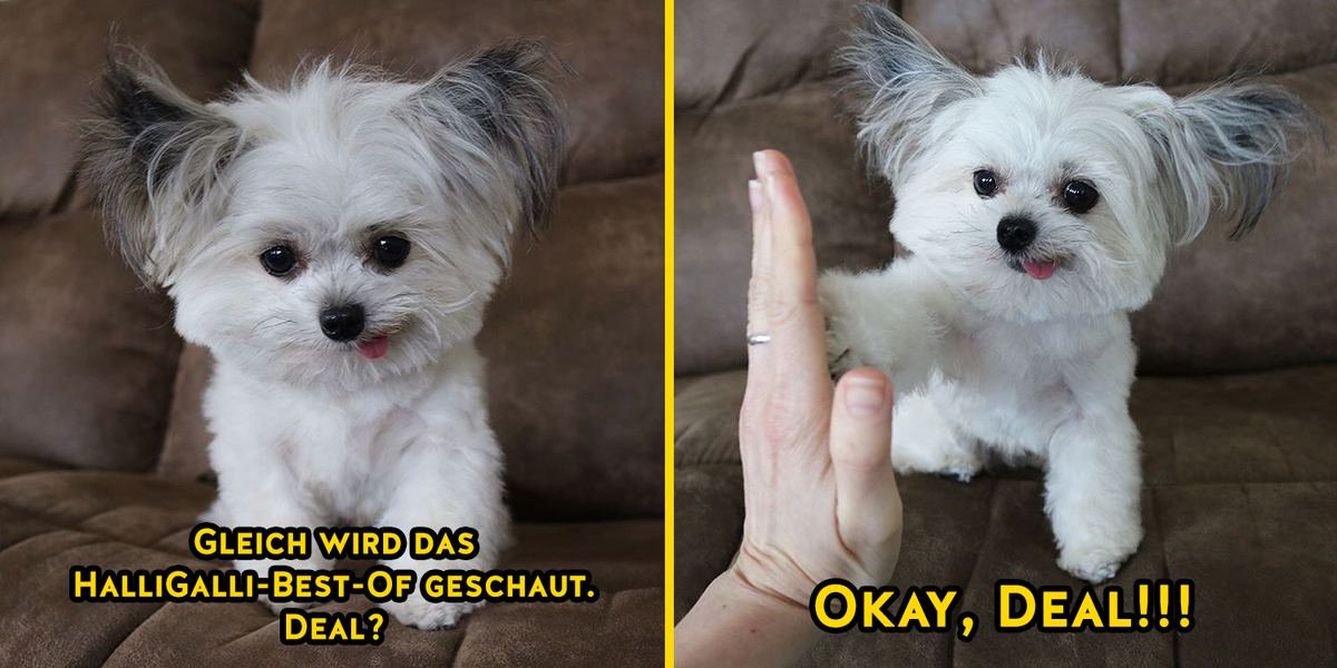 expertefueralle's tweet image. Auf ein letztes Mal in diesem Jahr.
Den Livestream gibt’s (wie immer!) hier: pro7.de/HalliGalliLive… #HalliGalli