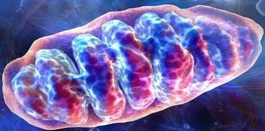 FavoriteTrips's tweet image. Формирование эмбриона